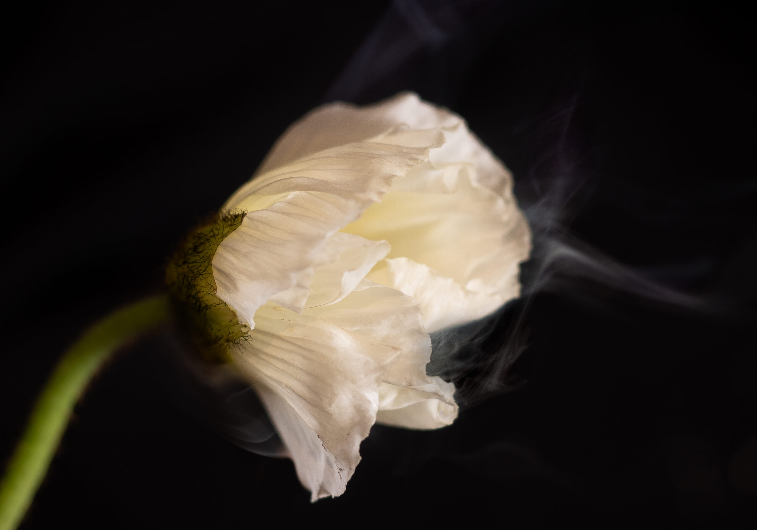 An artistic still life of a white flower